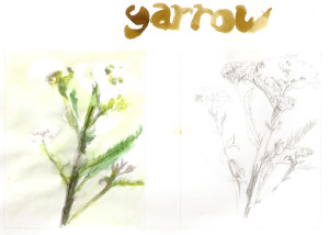 Yarrow sketch + colour study0000