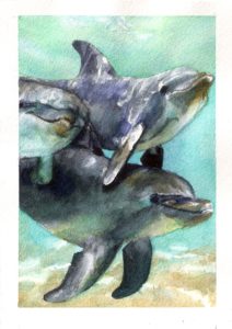 dolphins-3
